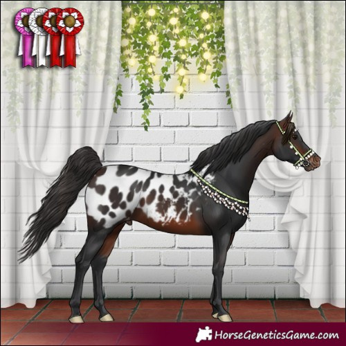 Horse Color:Brown Blanket 