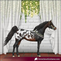 Horse Color:Brown Appaloosa 