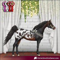 Horse Color:Brown Blanket