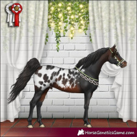 Horse Color:Brown Blanket 