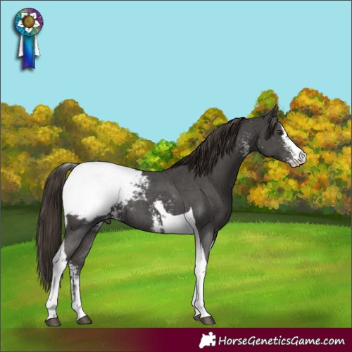 Horse Color:Liver Chestnut Sabino Tobiano Snowcap