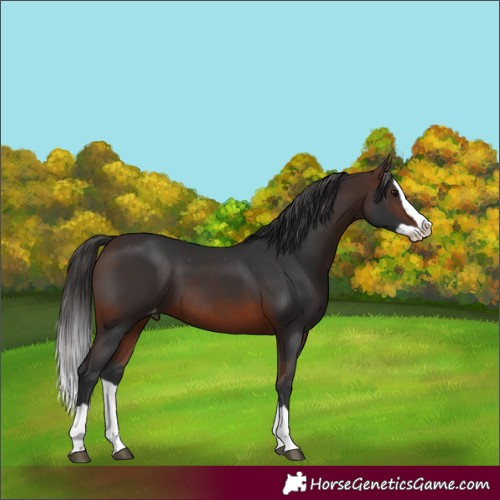 Horse Color:Brown Splash Appaloosa 