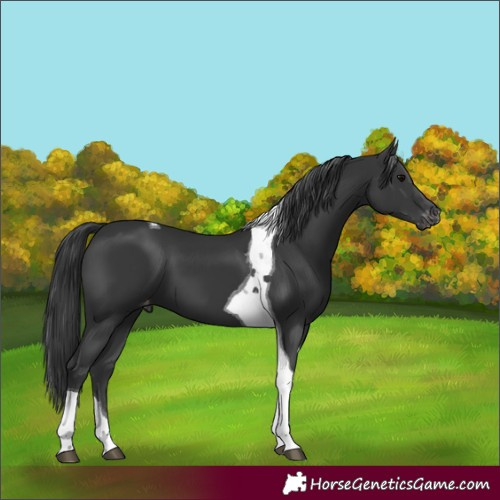 Horse Color:Black Tobiano Appaloosa