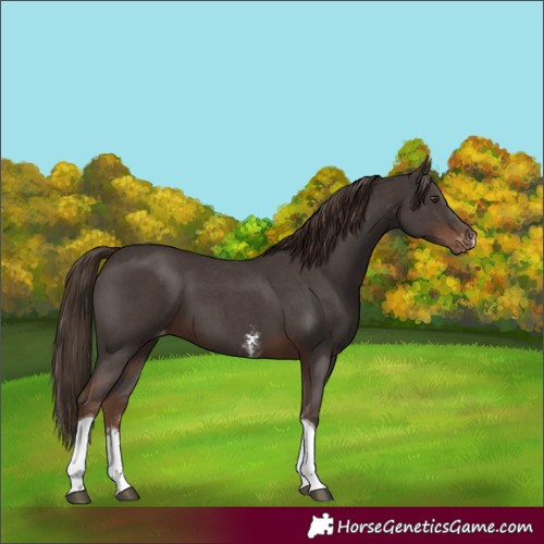 Horse Color:Liver Chestnut Sabino Tobiano Varnish