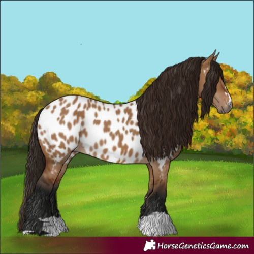 Horse Color:Gray Bay Dun Appaloosa 