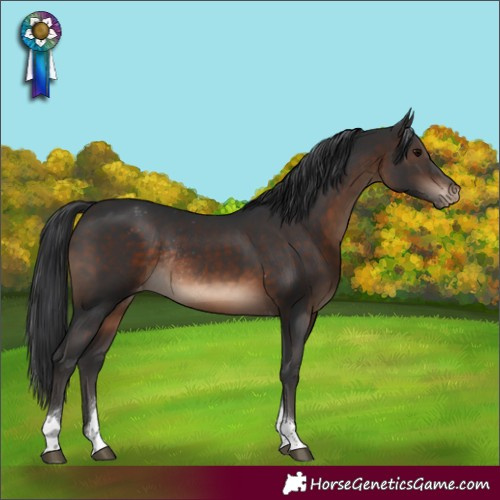 Horse Color:Brown Tobiano Varnish Rabicano