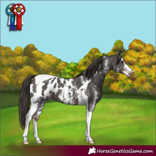Horse Color:Liver Chestnut Sabino Tobiano Appaloosa 