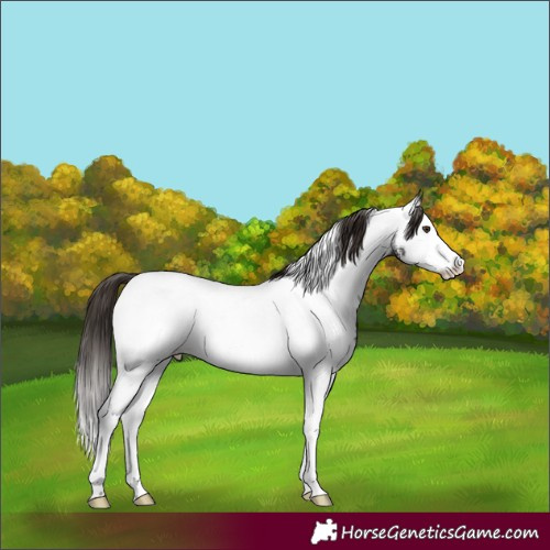 Horse Color:Liver Chestnut Sabino Splash Tobiano Appaloosa