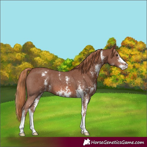 Horse Color:Chestnut Sabino Varnish