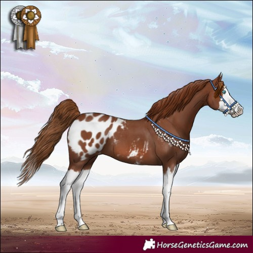Horse Color:Chestnut Sabino Splash Blanket