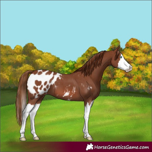 Horse Color:Chestnut Sabino Splash Appaloosa 