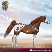 Horse Color:Chestnut Sabino Splash Blanket