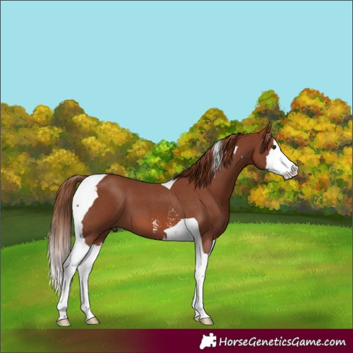Horse Color:Chestnut Sabino Splash Tobiano