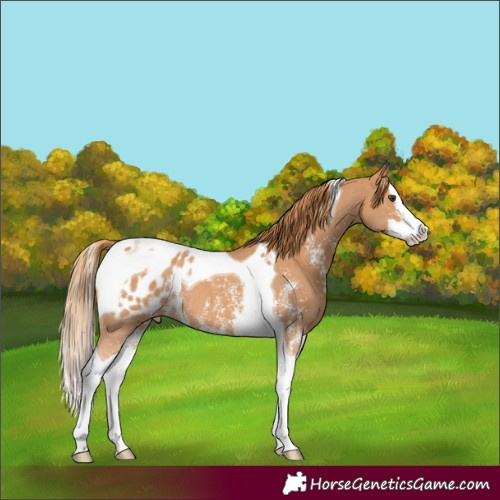Horse Color:Chestnut Sabino Splash Tobiano Appaloosa