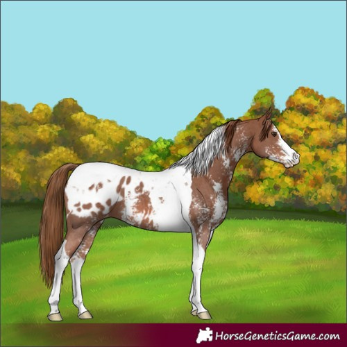 Horse Color:Chestnut Sabino Tobiano Appaloosa
