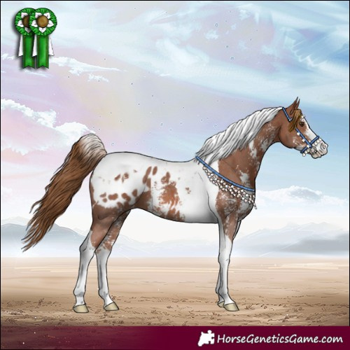 Horse Color:Chestnut Sabino Tobiano Blanket 