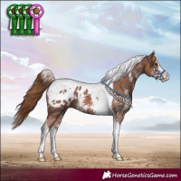 Horse Color:Chestnut Sabino Tobiano Blanket 