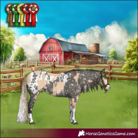 Horse Color:Red Dun Mushroom Splash and Grullo Blanket