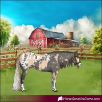 Horse Color:Red Dun Mushroom Splash  and Grullo Appaloosa 