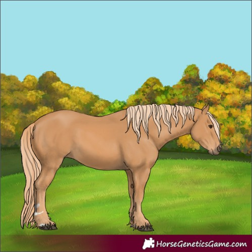 Horse Color:Unknown 
