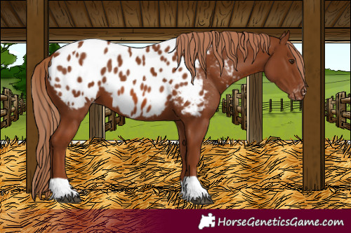 Horse Color:Chestnut Near Leopard 