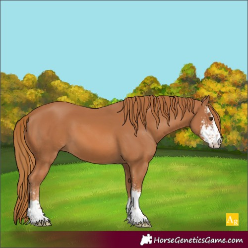 Horse Color:Chestnut Sabino 