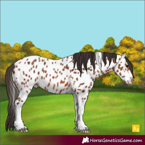 Horse Color:Bay Tobiano Appaloosa