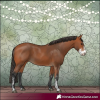 Horse Color:Bay Sabino