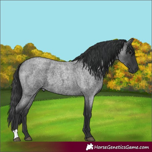 Horse Color:Blue Roan