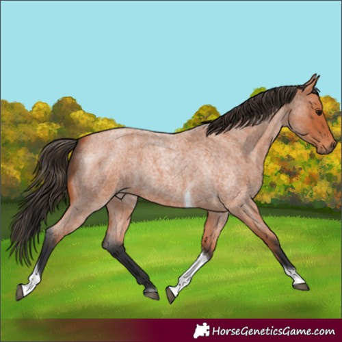 Horse Color:Unknown 