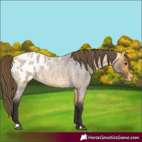 Horse Color:Unknown 