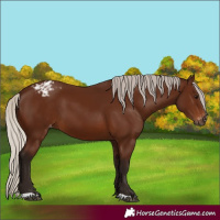 Horse Color:Gray Silver Bay Varnish 