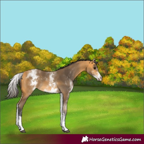 Horse Color:Unknown 