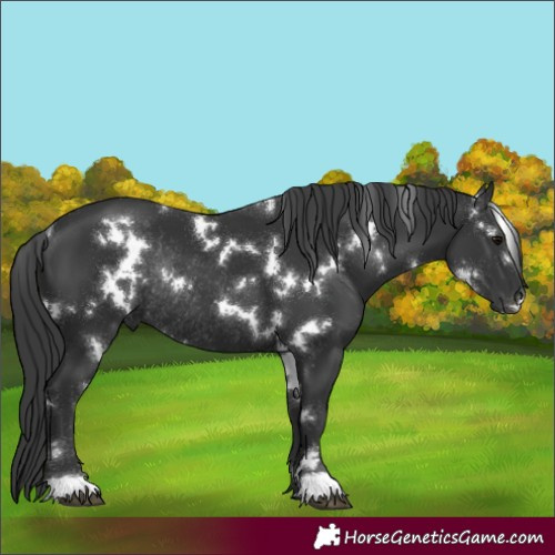 Horse Color:White Spotted Black Rabicano