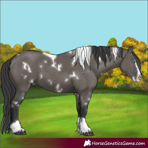 Horse Color:White Spotted Grullo Splash Tobiano 