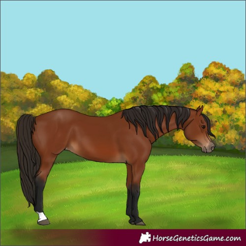 Horse Color:Gray Bay Appaloosa 