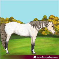 Horse Color:Unknown 