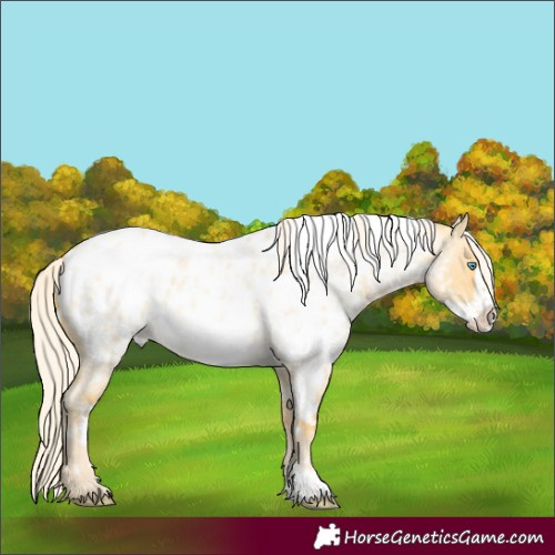 Horse Color:White Spotted Silver Amber Cream Champagne Roan Dun Frame Appaloosa Rabicano