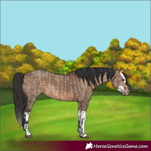 Horse Color:Brown Dun  and Brown Dun Splash 