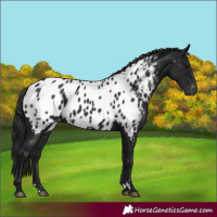 Horse Color:Gray Black Appaloosa 