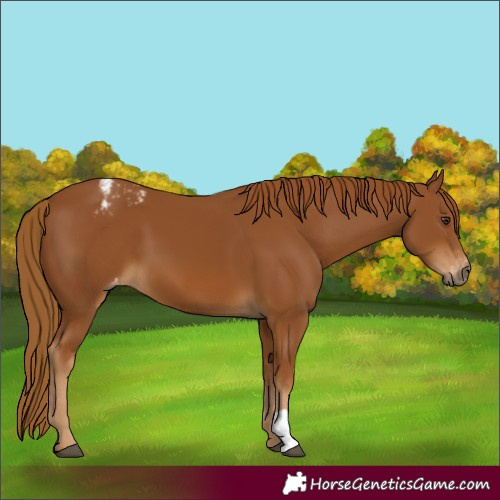 Horse Color:Gray Chestnut Appaloosa 