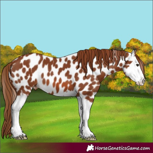 Horse Color:Chestnut Splash Appaloosa