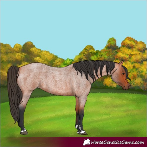 Horse Color:Unknown 