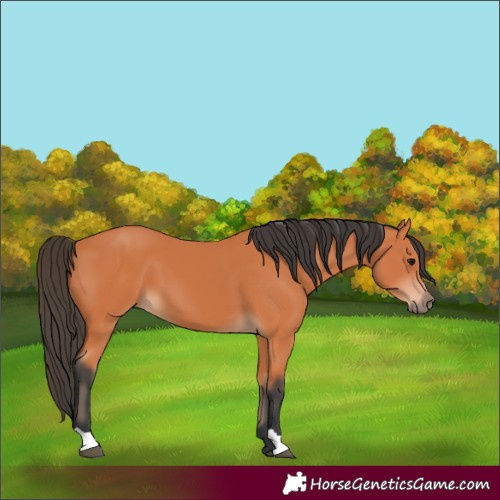 Horse Color:Unknown 
