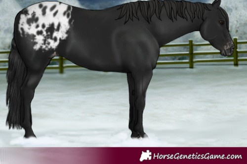 Horse Color:Gray Black Blanket