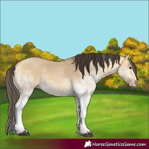 Horse Color:White Spotted Buckskin Dun Splash