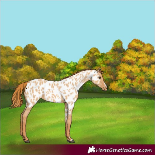 Horse Color:Red Dun Appaloosa 