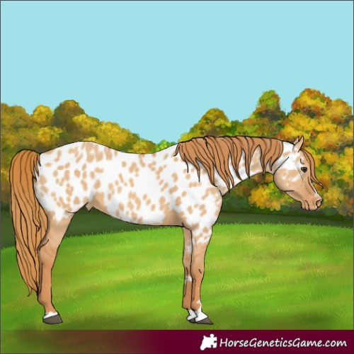 Horse Color:Red Dun Appaloosa 