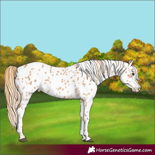 Horse Color:Chestnut Appaloosa 