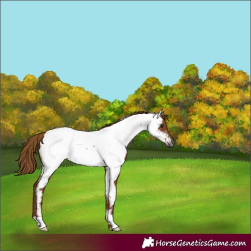 Horse Color:Gray Chestnut Appaloosa 